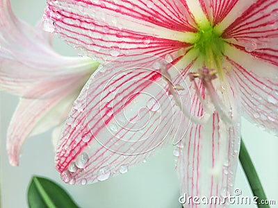 Flower white background Stock Photo