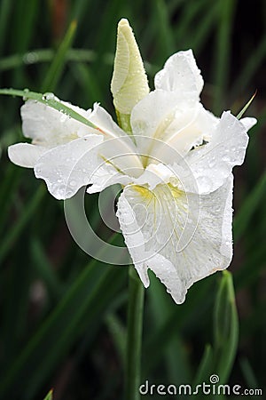 Flower, White bearded iris Stock Photo