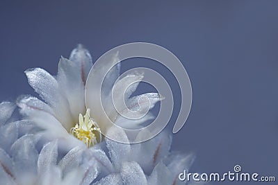 Flower white-blue on blue background. The petals shine in the sun. Close-up. flower composition Stock Photo
