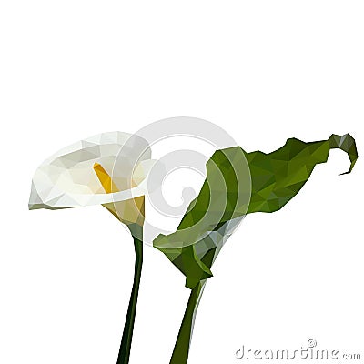flower of white calla with green leaf composed of triangles on white background. Vector Illustration