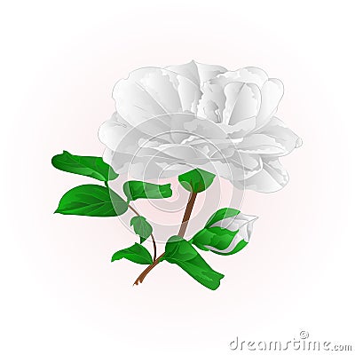 Flower white Camellia Japonica with buds vintage vector illustration editable Vector Illustration