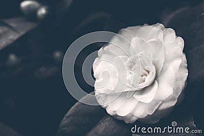 Flower white camellia, toned, soft focus. Delicate floral vintage background Stock Photo