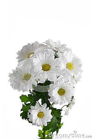 Flower a white chrysanthemum bush Stock Photo