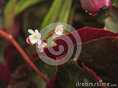 Flower white mini green leaf nature in forest Stock Photo