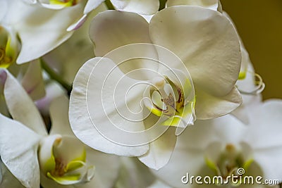 The flower of a white moth orchid in macro closeup, beautiful flowers from Asia, nature background Stock Photo