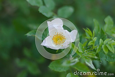 A flower with white petals and a yellow core. Wild rose blooms Stock Photo