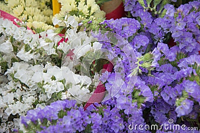 Flower in white and purple, close-up photography Stock Photo