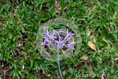 Flower from the wild garlic plant native to Africa Stock Photo