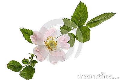 Flower of wild rose, isolated on white background Stock Photo