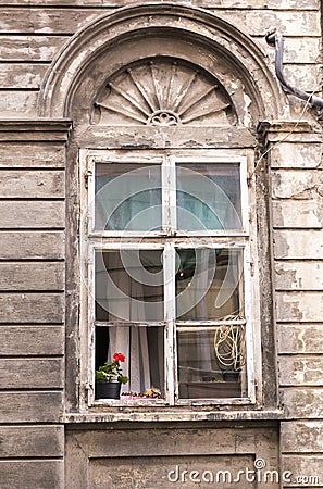 Flower at the window Editorial Stock Photo