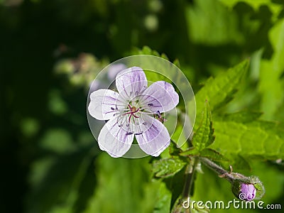 Flower of Wood cranesbill or Geranium sylvaticum with defocused background macro, selective focus, shallow DOF Stock Photo