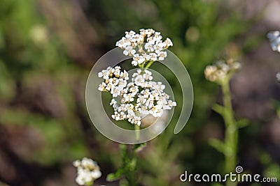 Flower of the yarrow Achillea distans Stock Photo