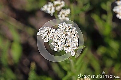Flower of the yarrow Achillea distans Stock Photo