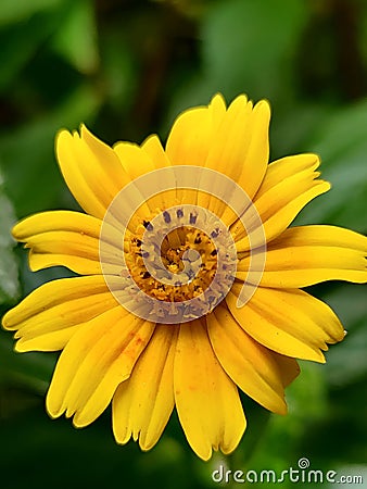 Flower yellove yellow green garden Daisy love nature background image Stock Photo