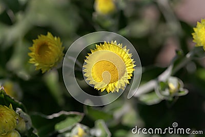 Flower of the Yellow Coastal Everlasting, Helichrysum decorum Stock Photo
