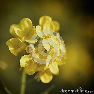 Flower Yellow Mustard Macro focus Stock Photo