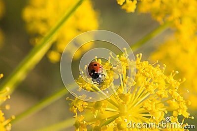 Flower yellow meadow nature field Stock Photo