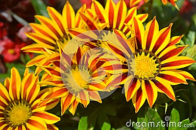 flower, yellow, nature, garden, orange, summer, green, plant, flowers, bloom, flora, sunflower, daisy, macro, design, textured, Cartoon Illustration