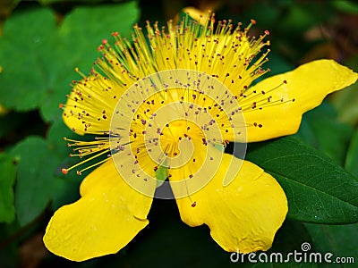 flower, yellow, nature, green, plant, garden, flowers, flora, orange, spring, petal, summer, beauty, beautiful, macro, petals Stock Photo