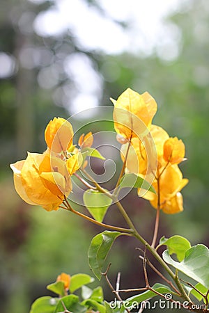 Flower yellow & x28;Bunga taik ayam& x29; Stock Photo