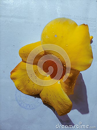 A flower yelow color Stock Photo