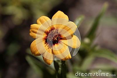 Flower of the Zinnia Zinnia haageana Stock Photo