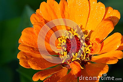 Flower Zinnia They are native to the scrub of the Southwest United States to South America with a center of diversity in Mexico Stock Photo