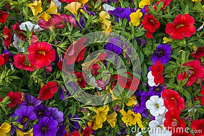 Flowerbed or background with surfinia or petunia with vivid colors Stock Photo