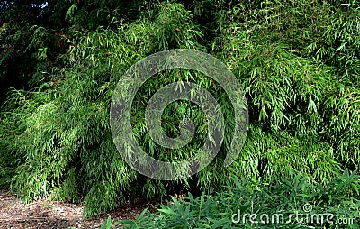 flowerbed with bamboos in an outdoor atrium mulched by gray gravel. Stock Photo