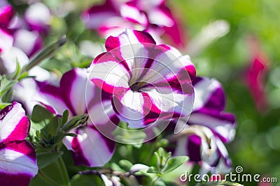 Flowerbed with colorful petunias,beautiful bright Petunia Petunia hybrida Stock Photo