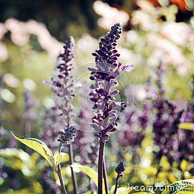 Flowerbed with culinary herb sage - vintage effect. Stock Photo