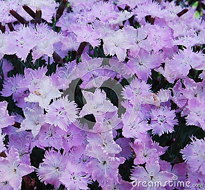 Flowerbed of Dianthus barbatus Stock Photo