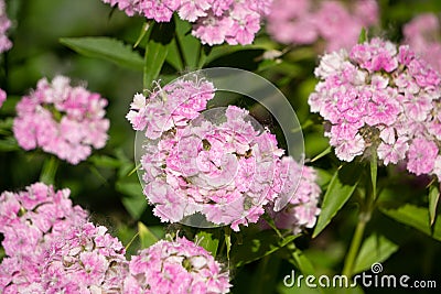 Flowerbed of Dianthus barbatus. Color photo of flowers. Photo for backgrounds Stock Photo