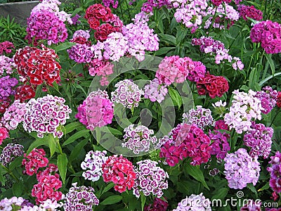 Flowerbed of Dianthus barbatus. Stock Photo