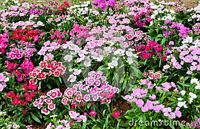 Flowerbed of Dianthus barbatus Stock Photo