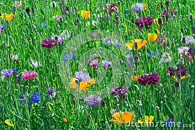 Flowerbed of June Stock Photo