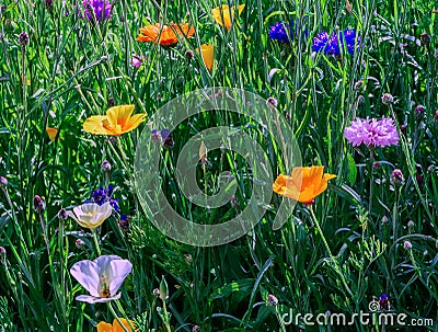 Flowerbed of June Stock Photo