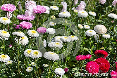 Flowerbed with many callistephus flowers white red pink, flower garden, background wallpaper horizontal. Daisy asters autumn bloom Stock Photo