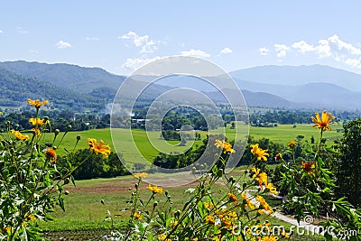 Flowerbed with mountain and paddy view Stock Photo