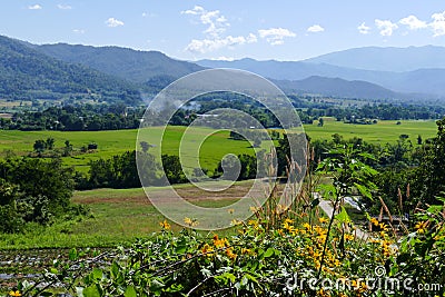 Flowerbed with mountain and paddy view Stock Photo