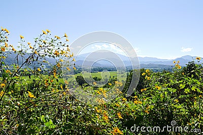 Flowerbed with mountain and paddy view Stock Photo