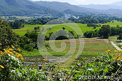 Flowerbed with mountain and paddy view Stock Photo