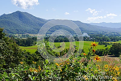 Flowerbed with mountain and paddy view Stock Photo