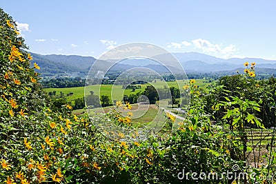 Flowerbed with mountain and paddy view Stock Photo