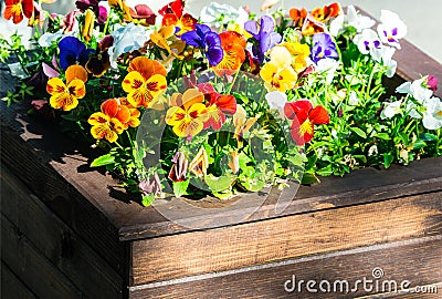 Flowerbed Stock Photo