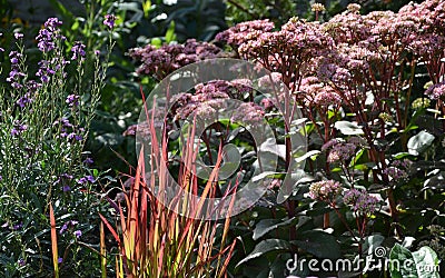 Sedum telephium matrona i n garden Stock Photo