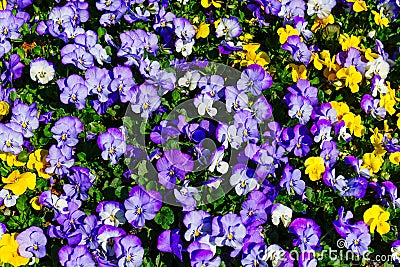 Colourful Flowerbeds Stock Photo