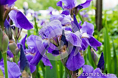 Flowerbed violet irises, flowers of iris in the garden purple iris background Stock Photo