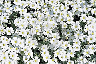 Flowerbed of white dianthus flowers Stock Photo