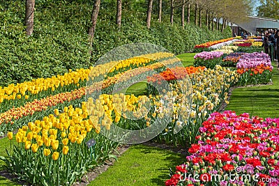 Flowerbeds of blooming tulips, daffodils in Keukenhof garden, Lisse, the Netherlands nature background, gardening Stock Photo